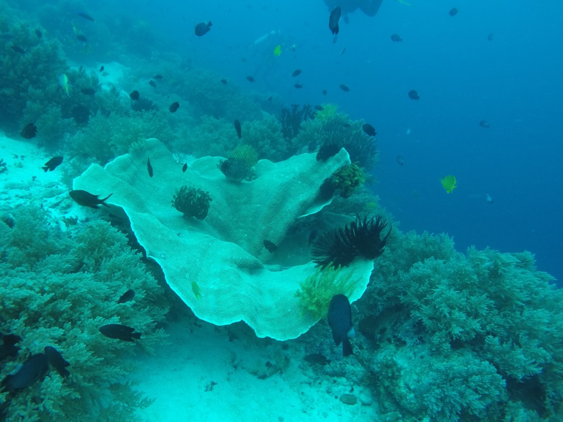 DCIM100GOPROGOPR2382.
