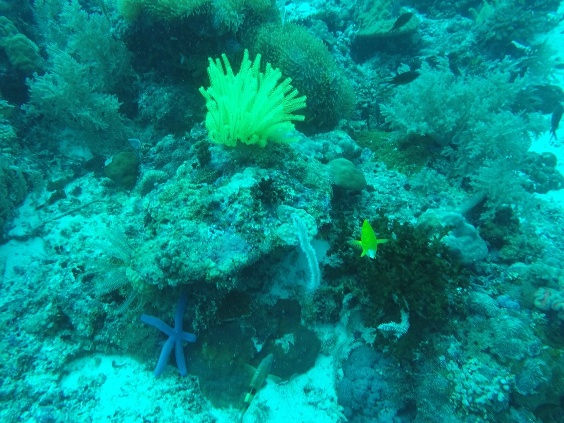 DCIM100GOPROGOPR2387.