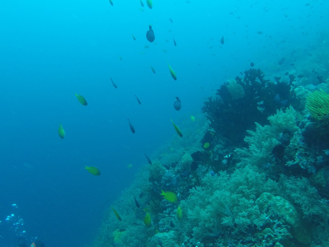 DCIM100GOPROGOPR2395.