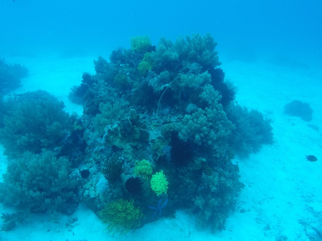 DCIM100GOPROGOPR2397.