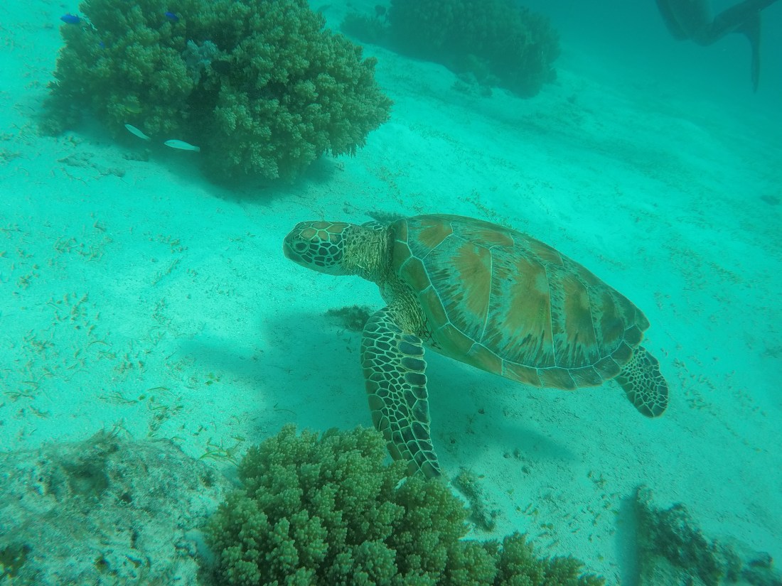 DCIM100GOPROGOPR2416.