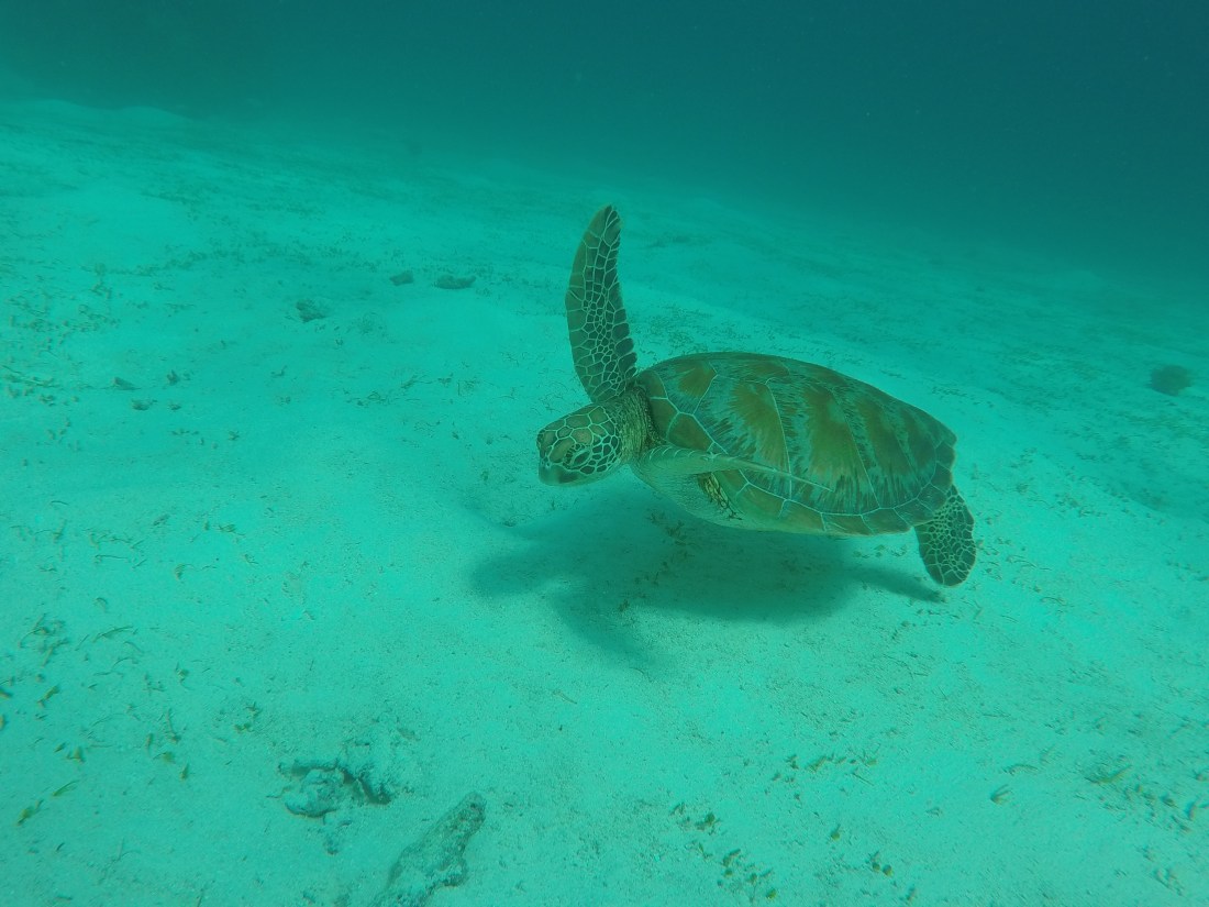 DCIM100GOPROGOPR2418.