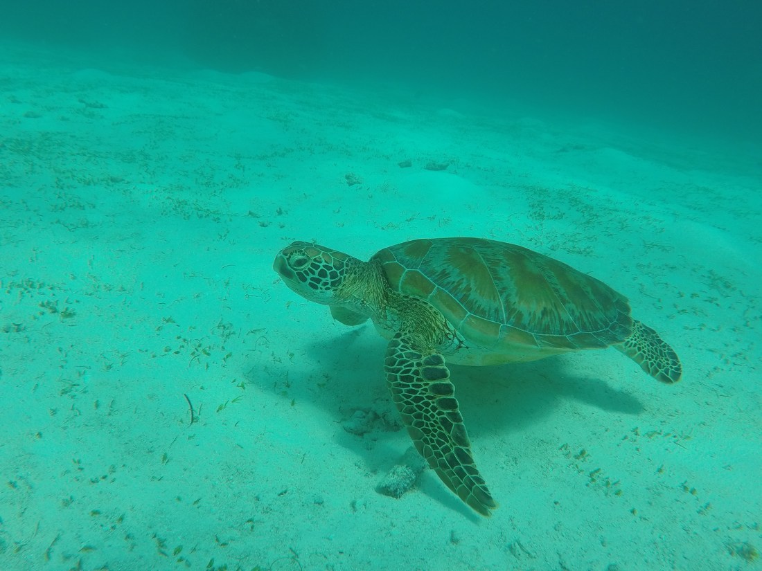 DCIM100GOPROGOPR2419.