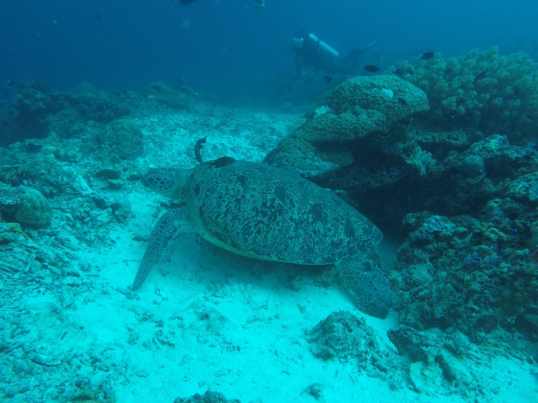 DCIM100GOPROGOPR2423.