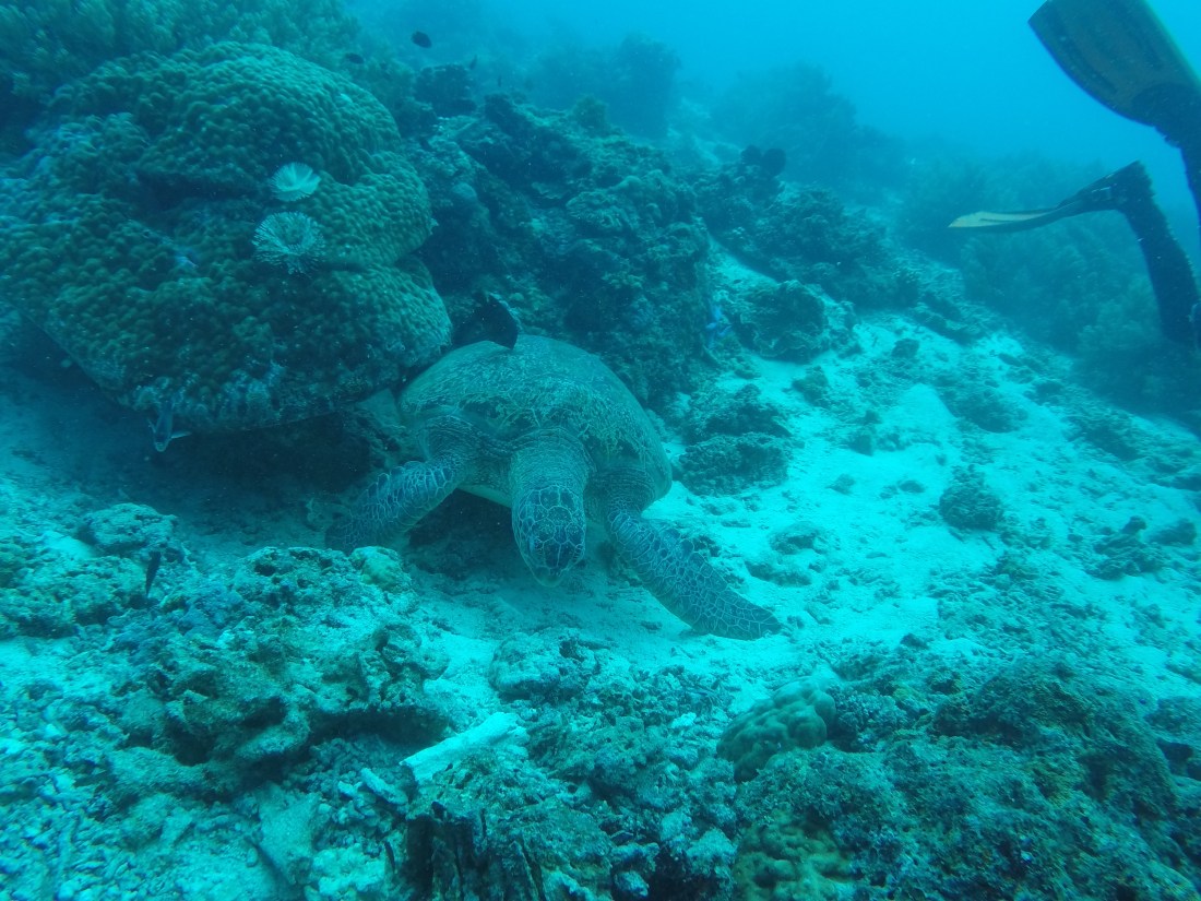 DCIM100GOPROGOPR2425.