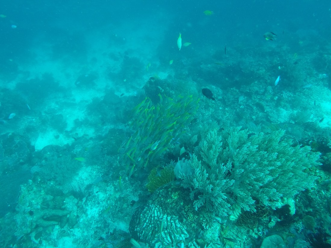 DCIM100GOPROGOPR2432.
