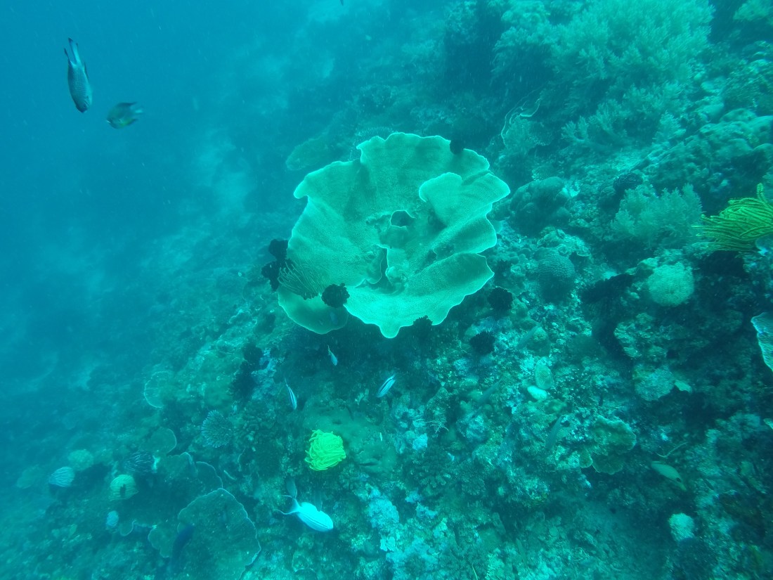 DCIM100GOPROGOPR2433.