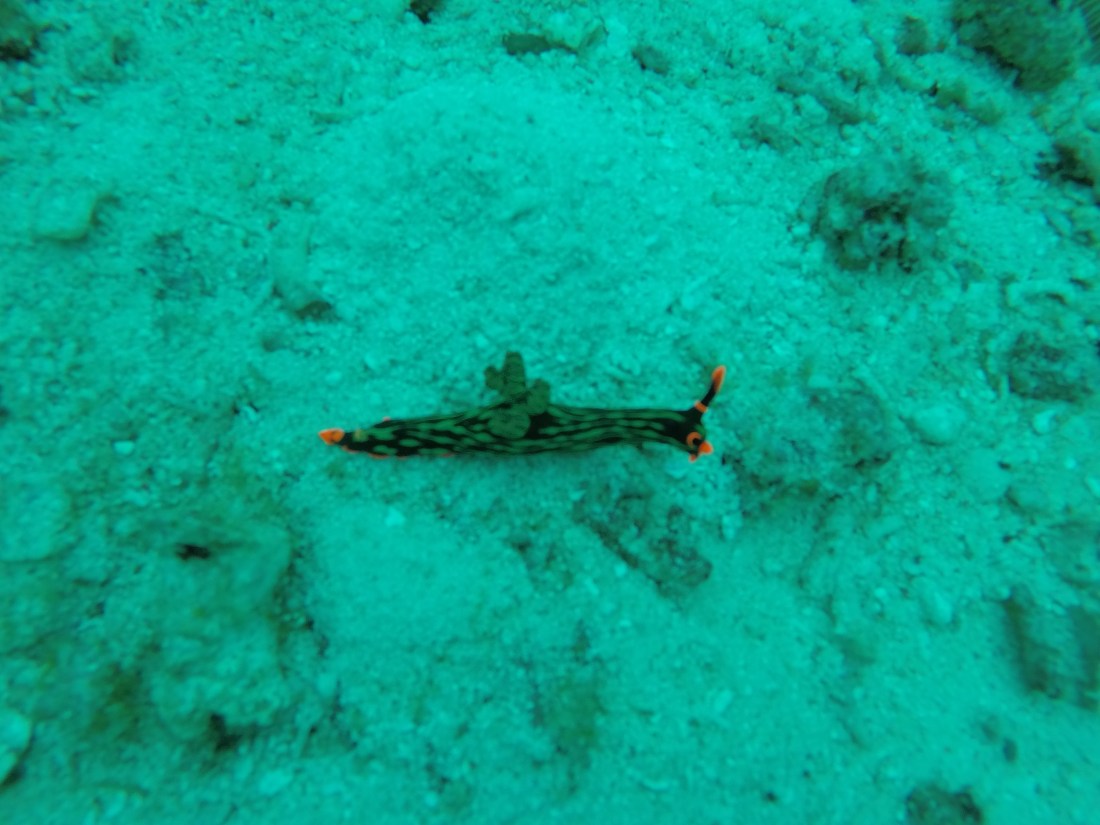 DCIM100GOPROGOPR2443.