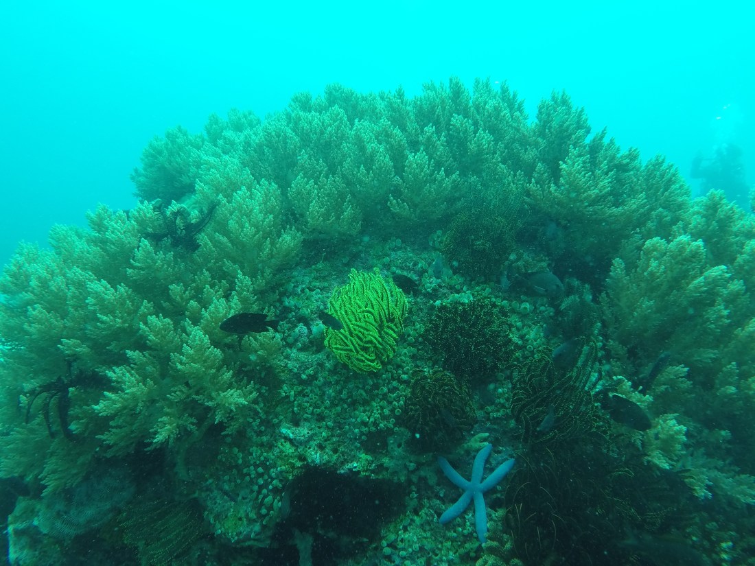 DCIM100GOPROGOPR2445.