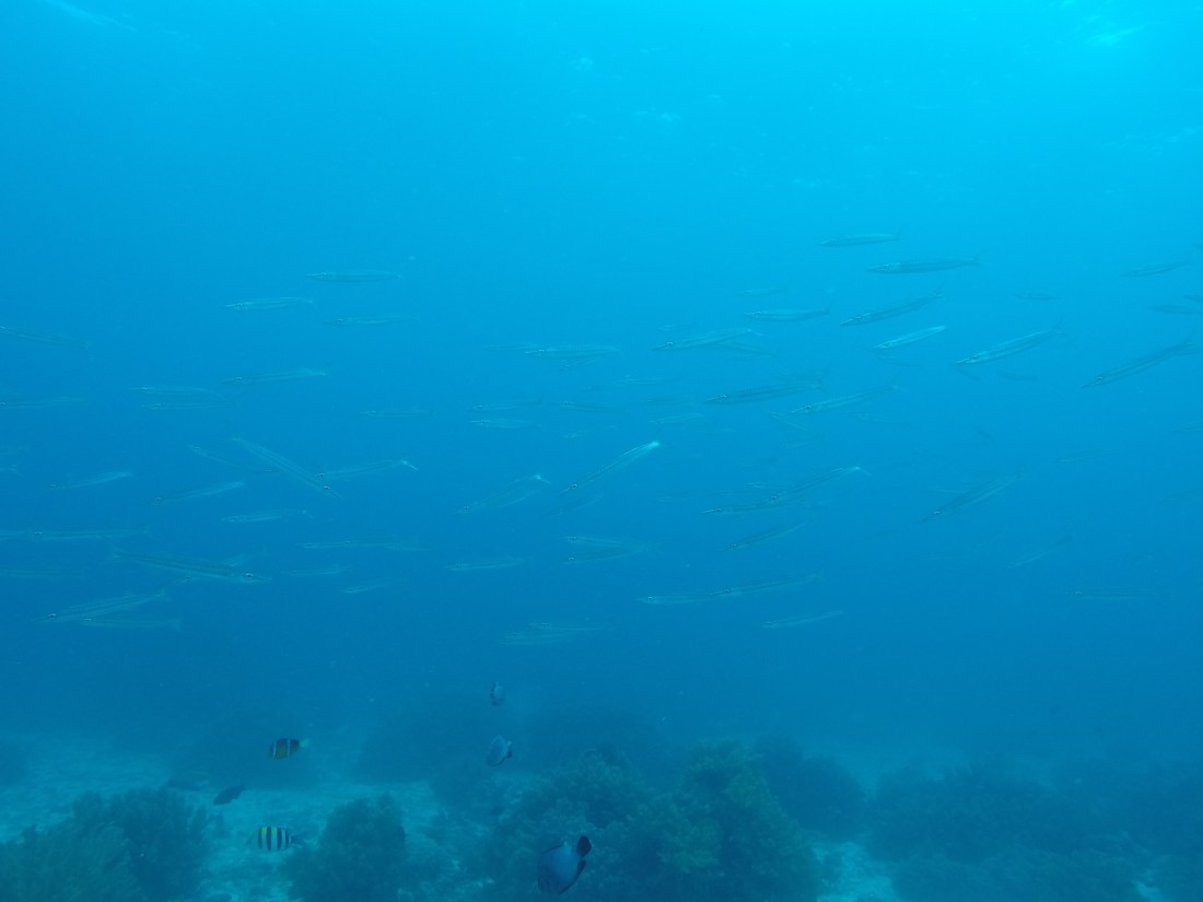 DCIM100GOPROGOPR2453.