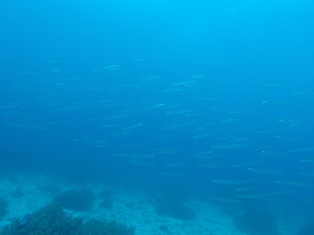 DCIM100GOPROGOPR2455.