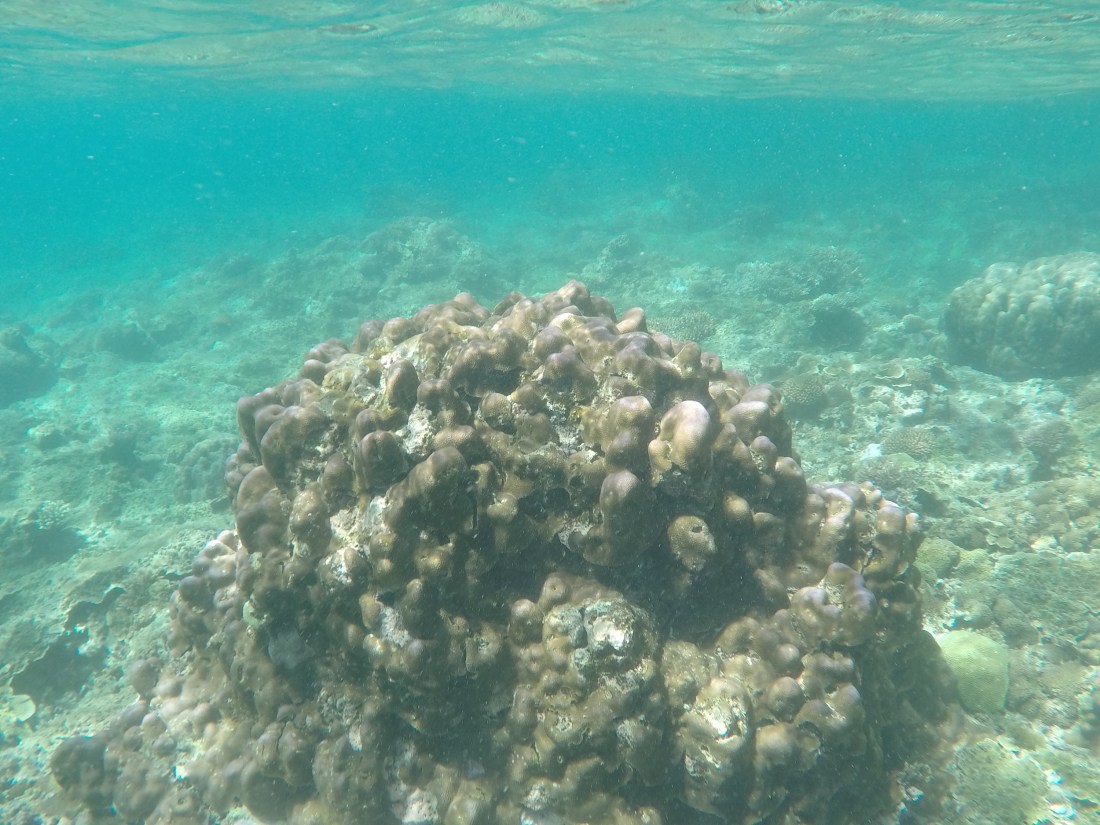 DCIM100GOPROGOPR2613.